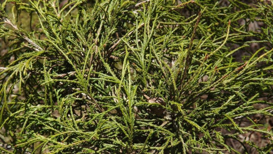 Chamaecyparis pisifera 'Filifera Flava' - selection of sawara false cypress