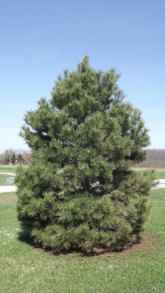 Pinus ponderosa - ponderosa pine