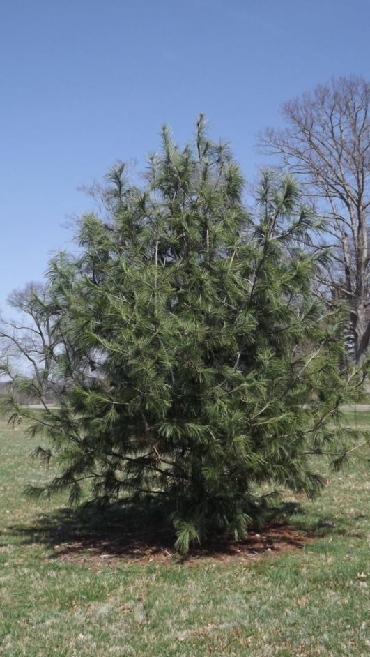 Pinus × schwerinii 'Morton' - Morton Schwerin pine