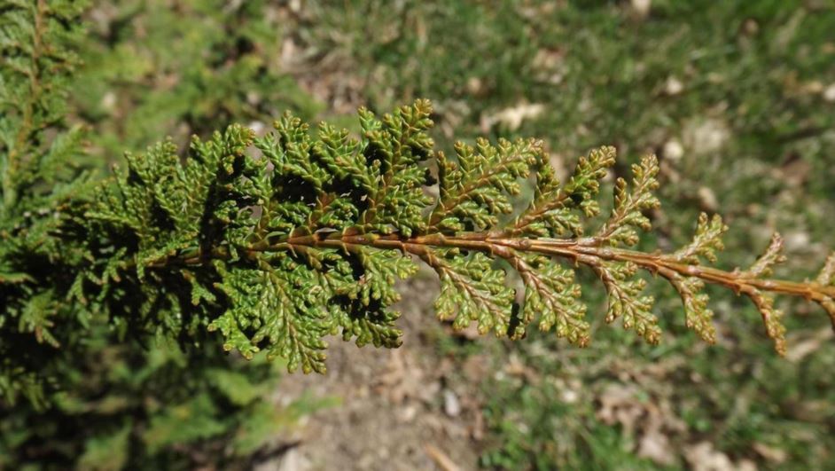 Chamaecyparis obtusa 'Filicoides' - fernspray hinoki false cypress