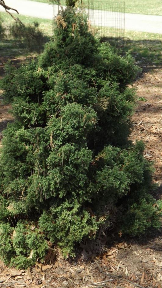 Chamaecyparis pisifera 'Arnhem' - Arnhem sawara false cypress