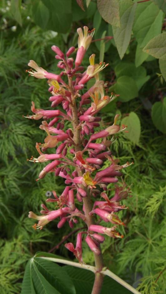 Aesculus × hybrida - hybrid buckeye