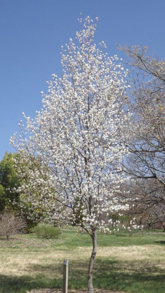 Amelanchier × grandiflora 'Cumulus' - Cumulus apple serviceberry