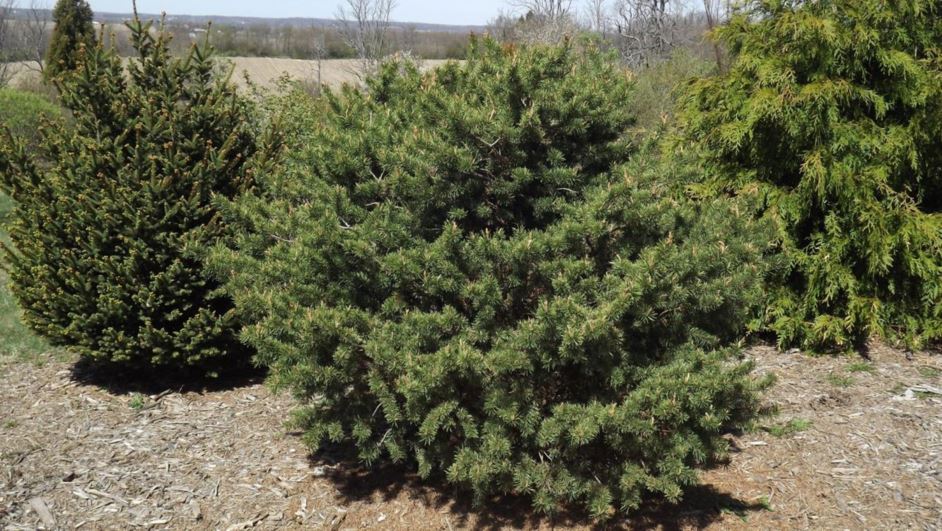 Pinus banksiana 'Sparky No. 1' - Sparky No. 1 jack pine