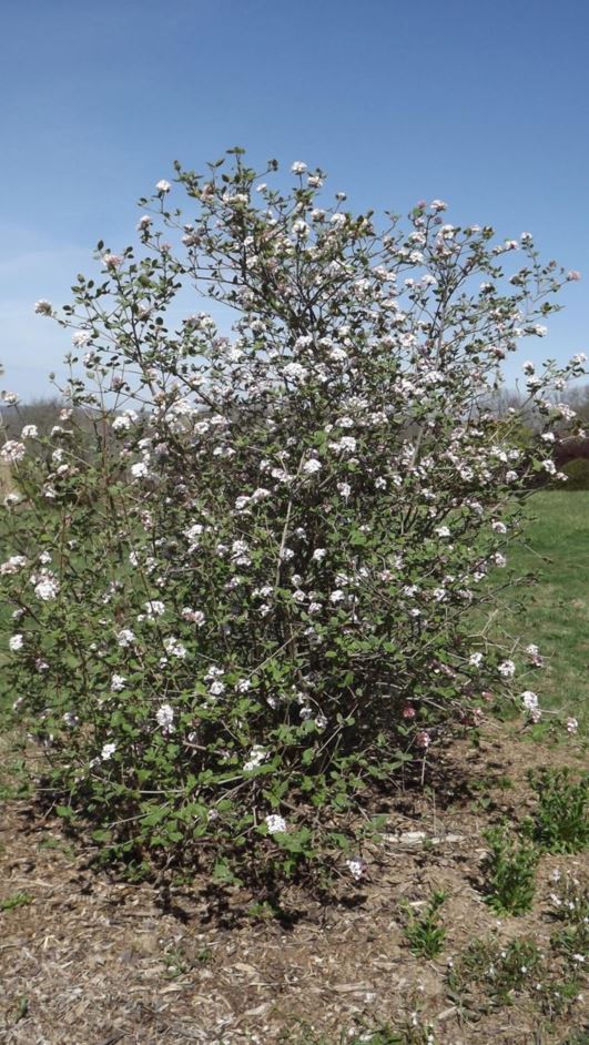 Viburnum × burkwoodii 'Fulbrook' - Fulbrook Burkwood viburnum