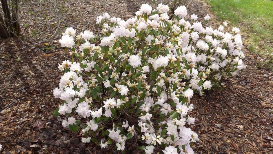 Rhododendron 'Angel Powder' - Angel Powder rhododendron