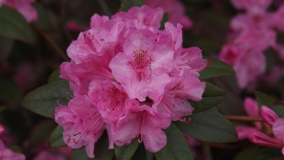 Rhododendron 'Weston's Aglo' - Weston's Aglo rhododendron