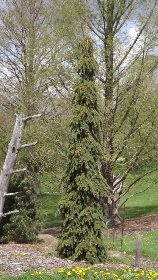 Picea glauca 'Pendula' - weeping white spruce