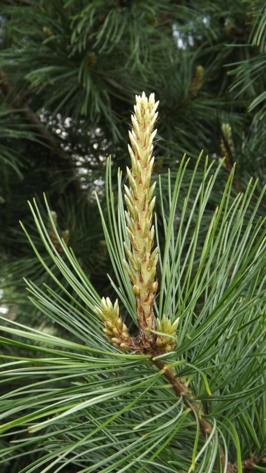 Pinus koraiensis (Rowe Arboretum selection) - Korean pine [Rowe Arboretum selection]