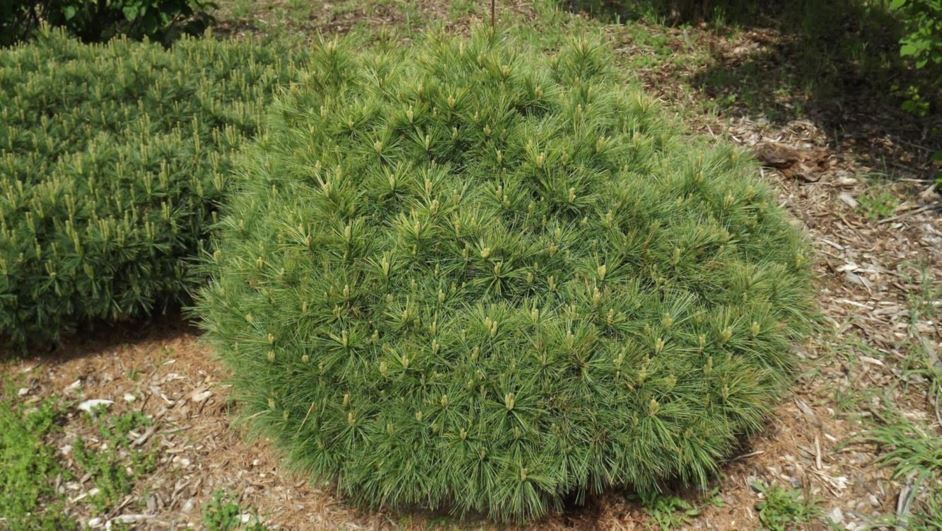 Pinus strobus 'Elwood' - Elwood eastern white pine
