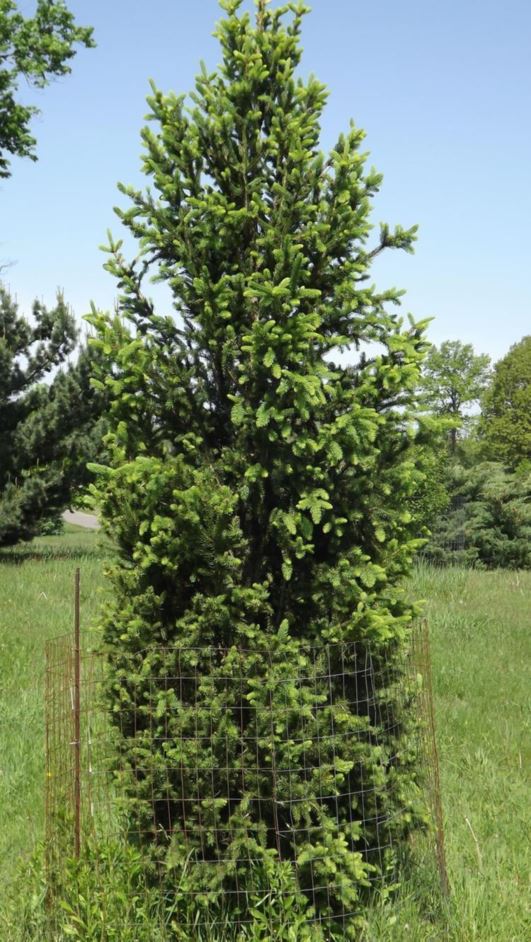 Picea mariana 'Wellspire' - Wellspire black spruce