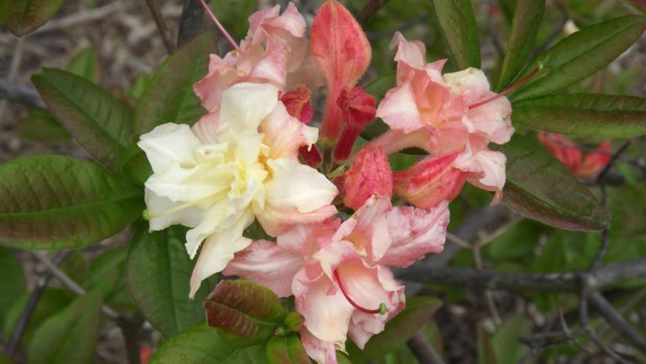 Rhododendron 'Cannon's Double' - Cannon's Double azalea