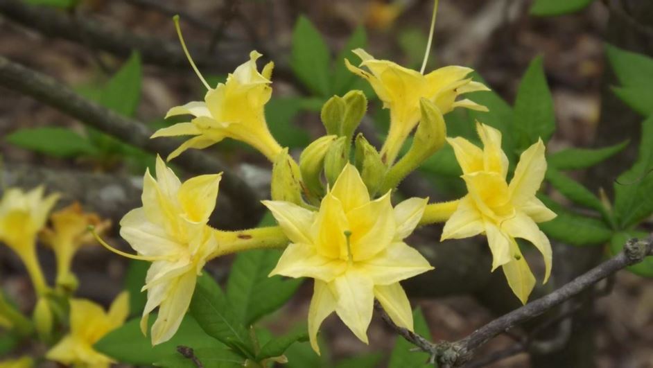 Rhododendron 'Narcissiflorum' - Narcissiflorum azalea