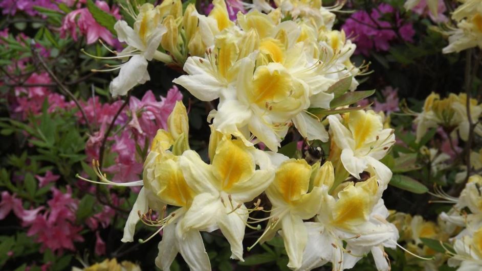 Rhododendron 'Northern Hi-Lights' - Northern Hi-Lights azalea