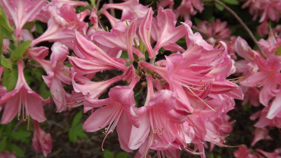 Rhododendron Northern Lights Group - Northern Lights Group azalea