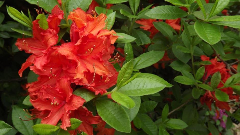 Rhododendron 'John F. Kennedy' - John F. Kennedy azalea