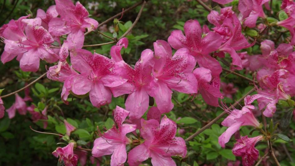 Rhododendron 'Lake Erie' - Lake Erie azalea