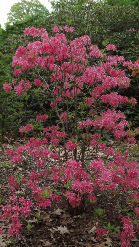 Rhododendron 'Rosy Lights' - Rosy Lights azalea