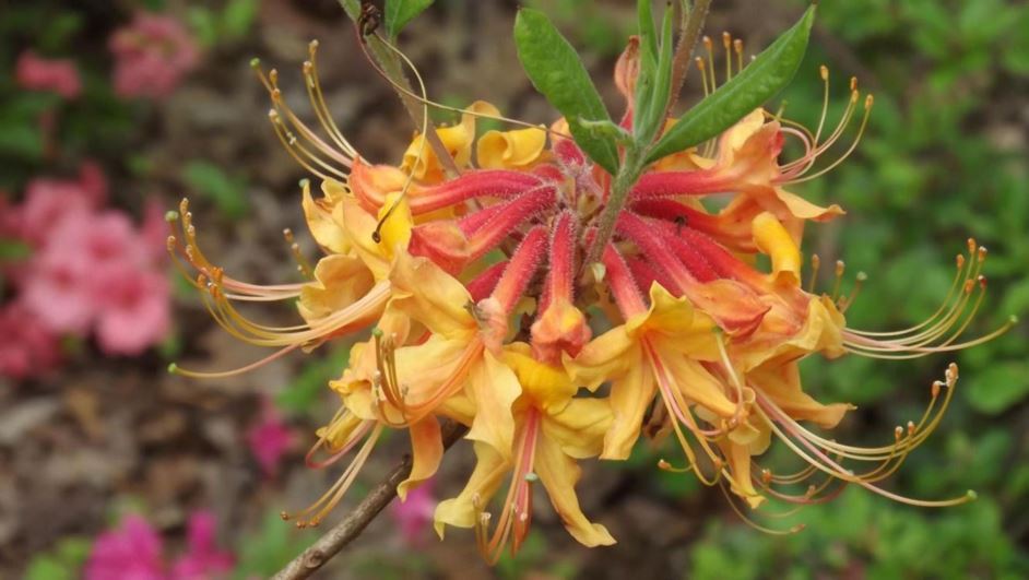 Rhododendron austrinum (F. K. Strickland selection) - Florida azalea (F. K. Strickland selection)