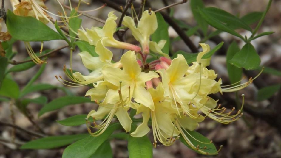 Rhododendron austrinum (AU014-SF-Y York) - Florida azalea (AU014-SF-Y York)