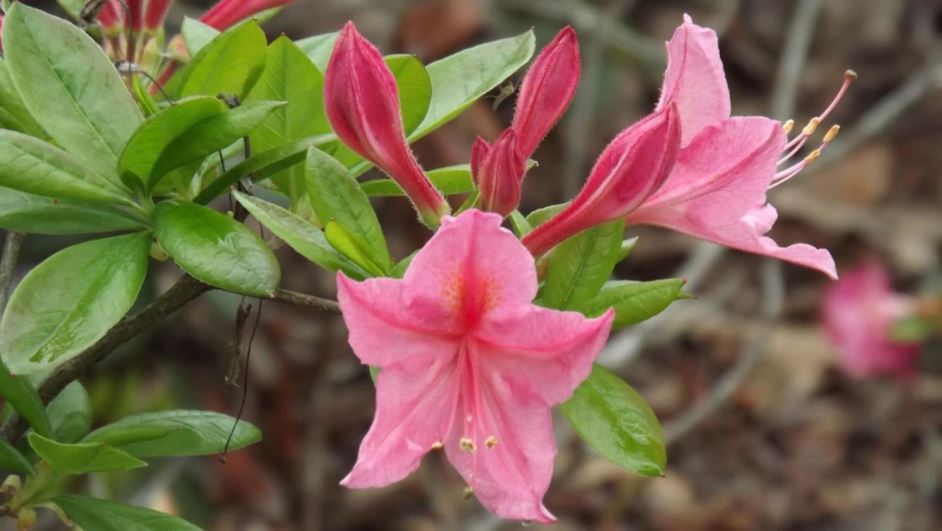 Rhododendron 'Jolie Madame' - Jolie Madame azalea