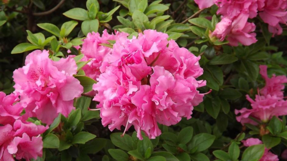 Rhododendron 'Mrs. Henry Schroeder' - Mrs. Henry Schroeder azalea