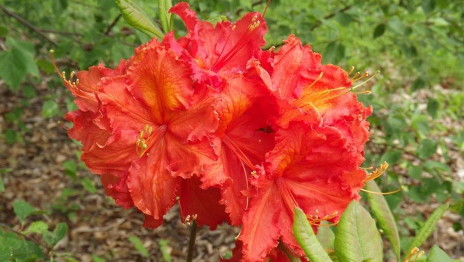 Rhododendron 'Tintoretto' - Tintoretto azalea