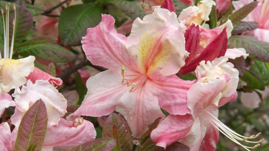 Rhododendron 'Ilam Pink William' - Ilam Pink William azalea