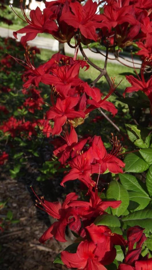 Rhododendron 'Devon' - Devon azalea