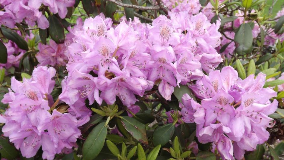 Rhododendron 'Catawbiense Grandiflorum' - Catawbiense Grandiflorum rhododendron