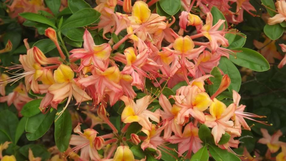 Rhododendron 'Josephine Klinger' - Josephine Klinger azalea