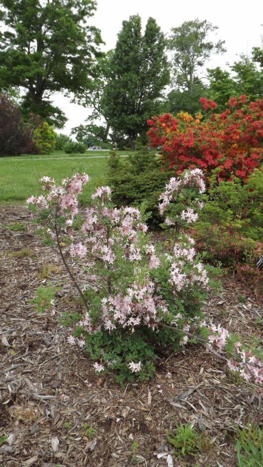 Rhododendron viscosum f. glaucum 'Delaware Blue' - Delaware Blue swamp azalea