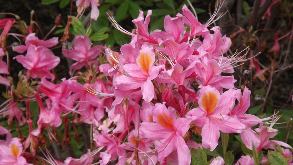 Rhododendron 'Pucella' - Pucella azalea, Fanny azalea