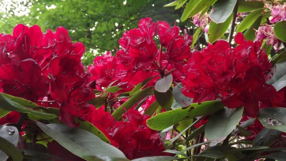 Rhododendron 'Red Hot Mamma' - Red Hot Mamma rhododendron