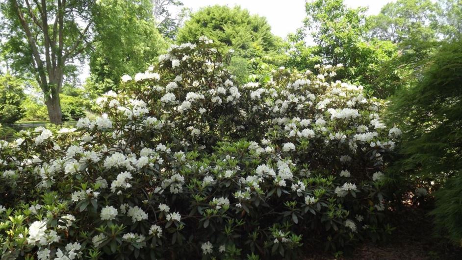 Rhododendron 'Chionoides' - Chionoides rhododendron