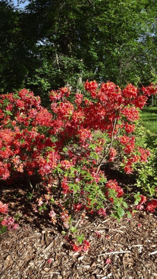 Rhododendron 'Royal Lodge' - Royal Lodge azalea