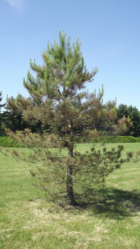 Pinus nigra subsp. laricio - Corsican pine, Calabrian pine