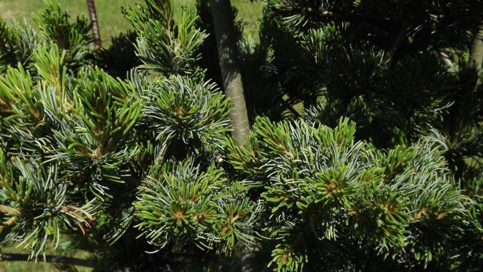 Pinus parviflora 'Kegon' - Kegon Japanese white pine