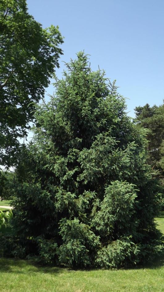 Picea likiangensis var. montigena - candelabra spruce