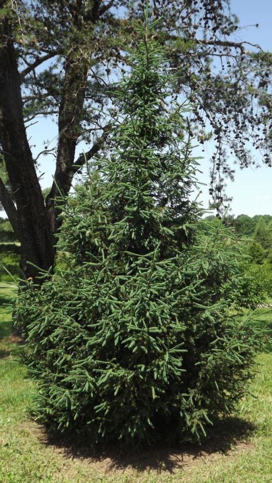 Picea balfouriana - Balfour spruce