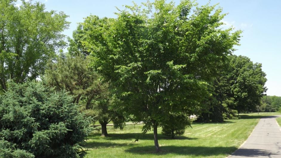 Ulmus americana 'Valley Forge' - Valley Forge American elm