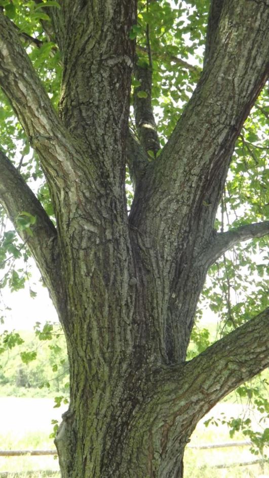 Ulmus × hollandica 'Pioneer' - Pioneer Dutch elm