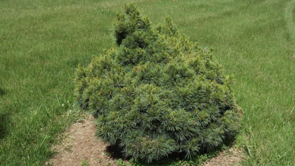 Pinus strobus 'Little Giant' - Little Giant eastern white pine