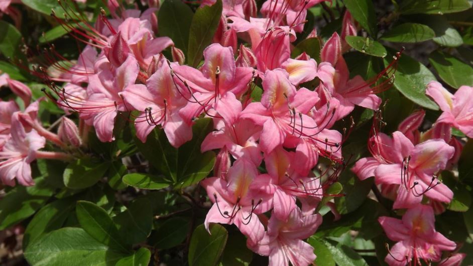 Rhododendron 'Pink and Sweet' - Pink and Sweet azalea