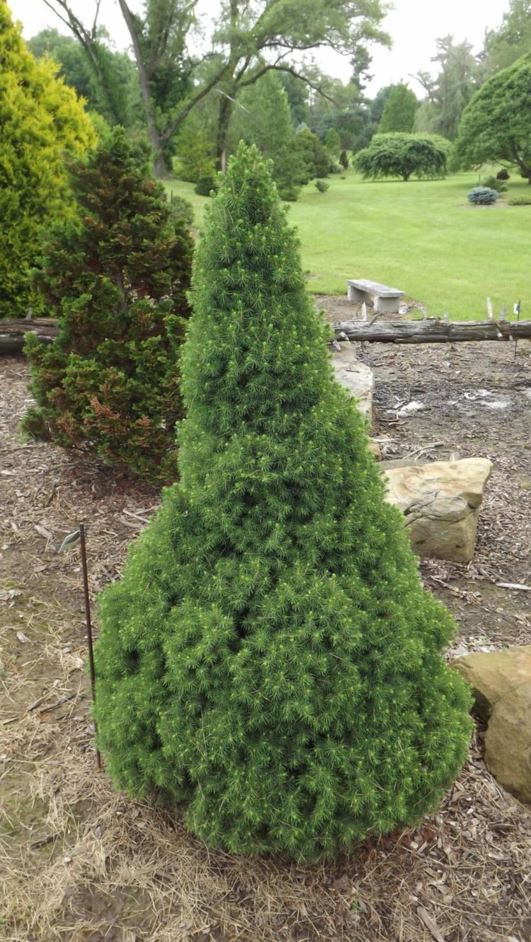 Picea glauca 'Delp's Dwarf' - Delp's Dwarf white spruce