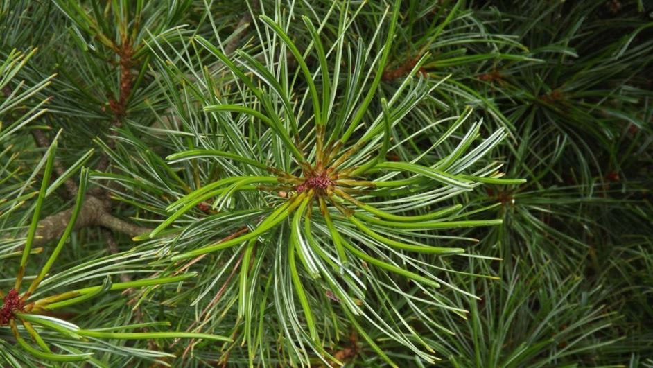 Pinus koraiensis 'Winton' - Winton Korean pine