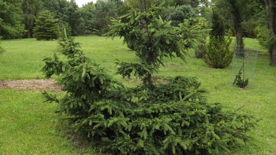 Picea abies 'Sherwoodii' - Sherwood's Multnomah Norway spruce