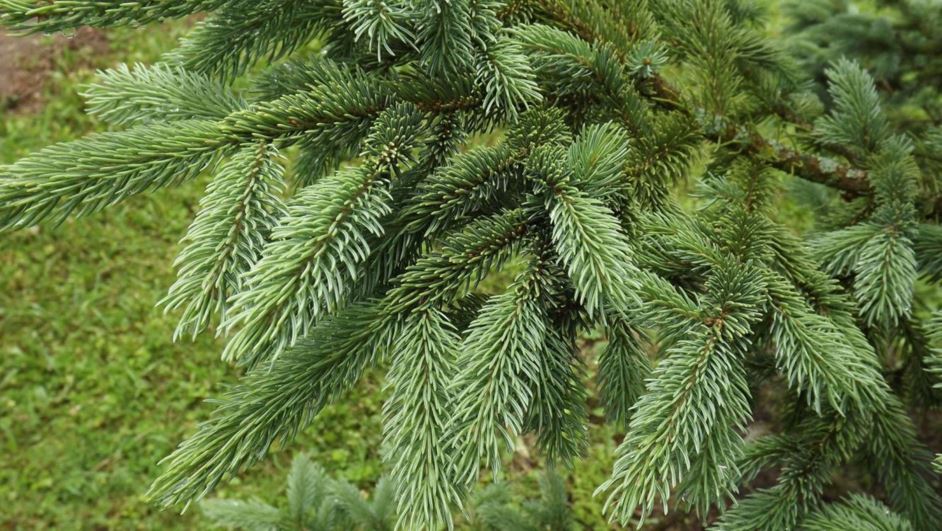 Picea glauca 'South Bluff Compact' - South Bluff Compact white spruce