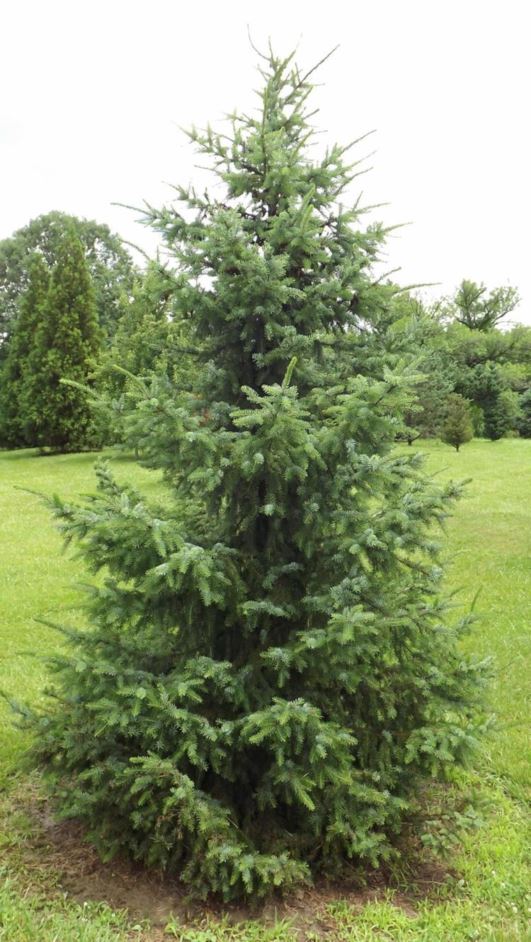 Picea omorika 'Freya' - Freya Serbian spruce