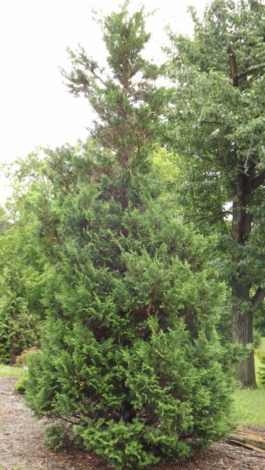 Chamaecyparis pisifera 'Green Snow' - Green Snow sawara false cypress